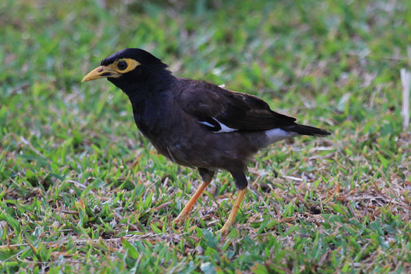 Common Myna